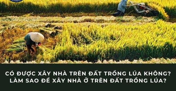 Xây Nhà Trên Đất Trồng Lúa: Điều Kiện, Thủ Tục & Giải Pháp