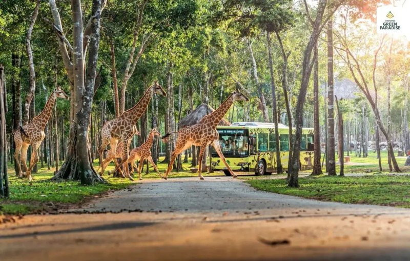 image-safari-vinhomes-can-gio-diem-den-hap-dan-du-khach-quoc-te-10
